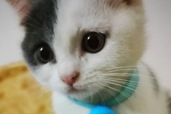 幼猫伤风了吃什么药