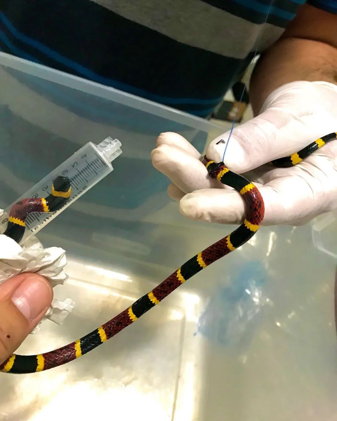 珊瑚蛇被野猫“剥皮”，手术很成功！但兽医的点评更值得赞赏(图7)