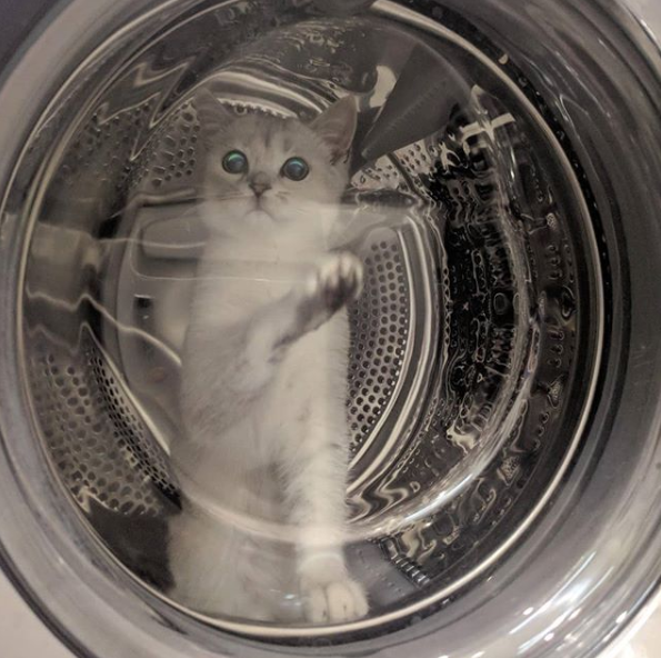 洗衣机又杀死了一只猫！养猫家庭洗衣服前，有件事不能偷懒(图15)