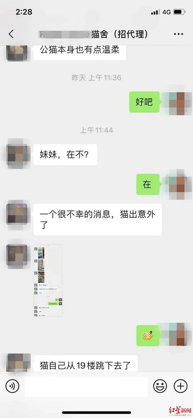 3万元布偶猫配种时跳楼死亡！做好一件事，猫狗寿命增加三成(图2)