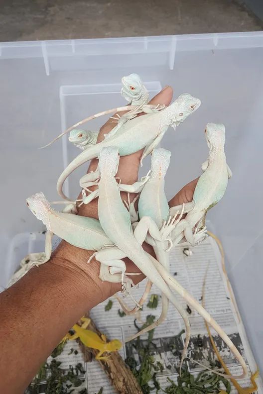 这种被称为“灭霸”的紫灰体色绿鬣蜥，到底是新基因还是新品系？(图5)