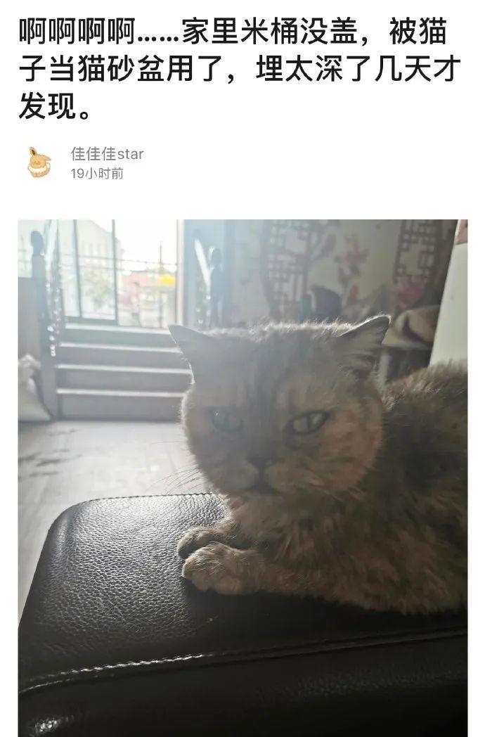 猫咪把米桶当猫砂盆，埋得太深几天后才发现！怎样教育做坏事的猫(图1)