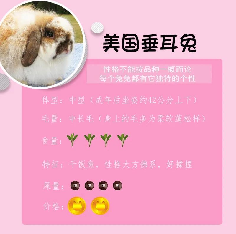 若你内心不够强大，千万不要去养兔子(图2)