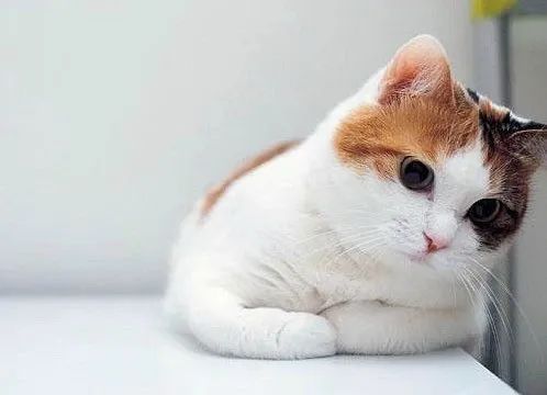 主人的错误习惯会让猫咪短命！严格按包装指引喂猫为啥不对？(图2)