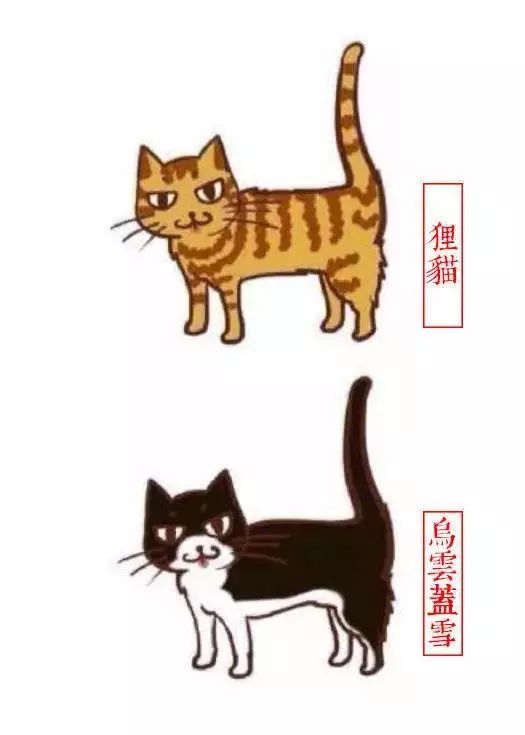 中国人最喜欢养的五种猫！你家主子入选了吗？(图5)