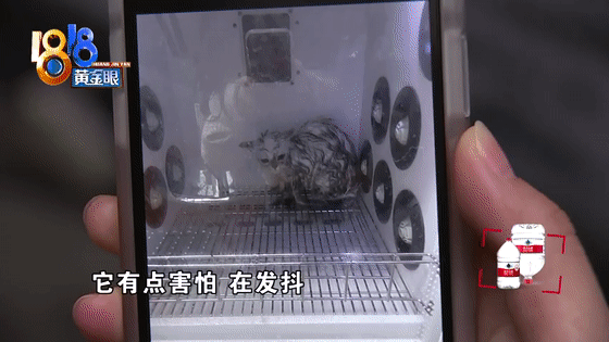 猫咪洗澡后这一步骤完全没必要！又有几只猫接连因此不幸死亡(图7)