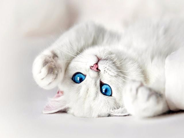 5万块买的布偶没几天就跳楼！养猫必须做好这4件事(图14)