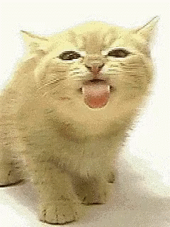 摸了猫咪之后，喵居然马上舔毛！这代表猫主子嫌弃我了吗？(图3)