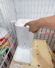 猫咪听到猫粮掉落声一秒就到现??！为何你叫他却怎么都不理(图1)