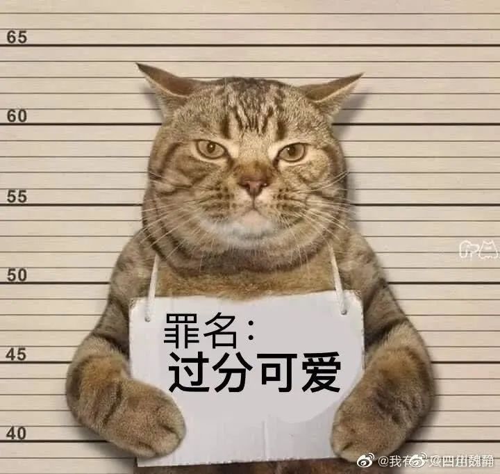 猫咪深夜外出被捕后拍照成网红！这么做，竟能让猫多活10年(图10)