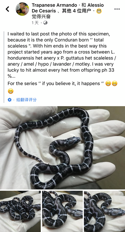 无鳞玉米蛇和洪都拉斯奶蛇杂交基因全解析！(图5)