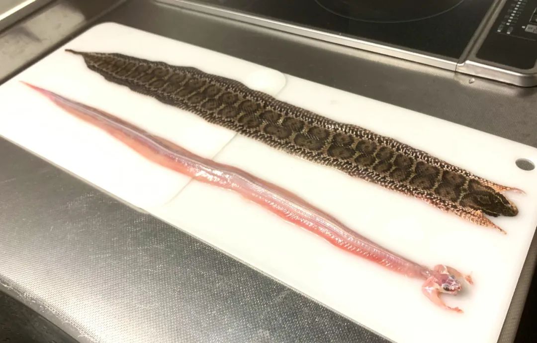 日本网友拍摄的制作蛇类标本全过程，居然还是生物解剖学的教学科普(图4)