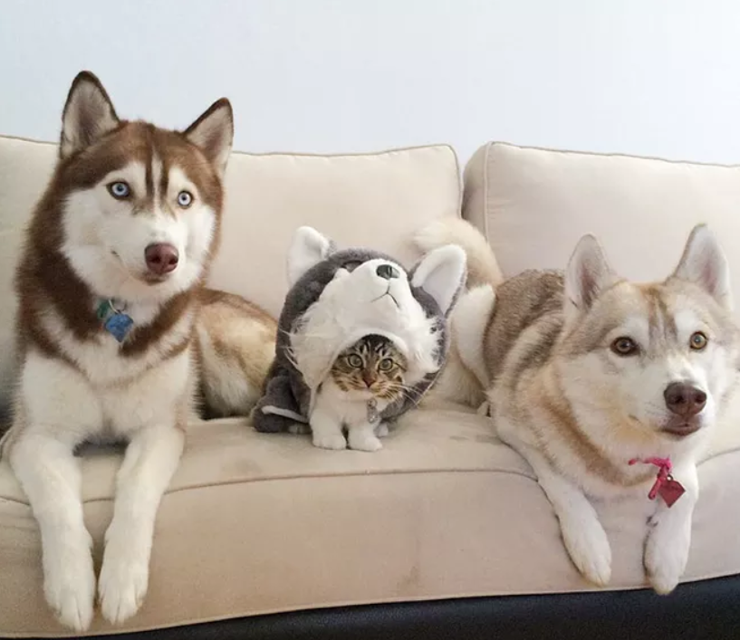 猫咪拆家搞破坏，可能因为想你了！(图15)