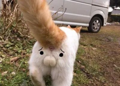 猫主子的尿正常吗？这几件事可判断！只花2毛钱就能测试(图8)