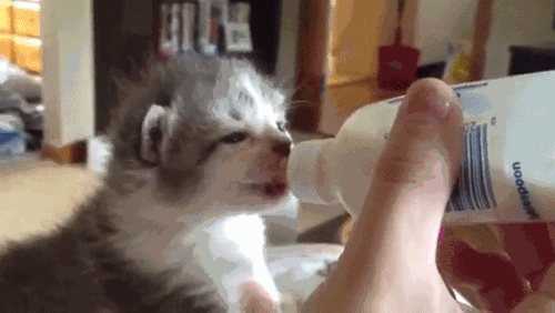 猫咪听到猫粮掉落声一秒就到现??！为何你叫他却怎么都不理(图6)
