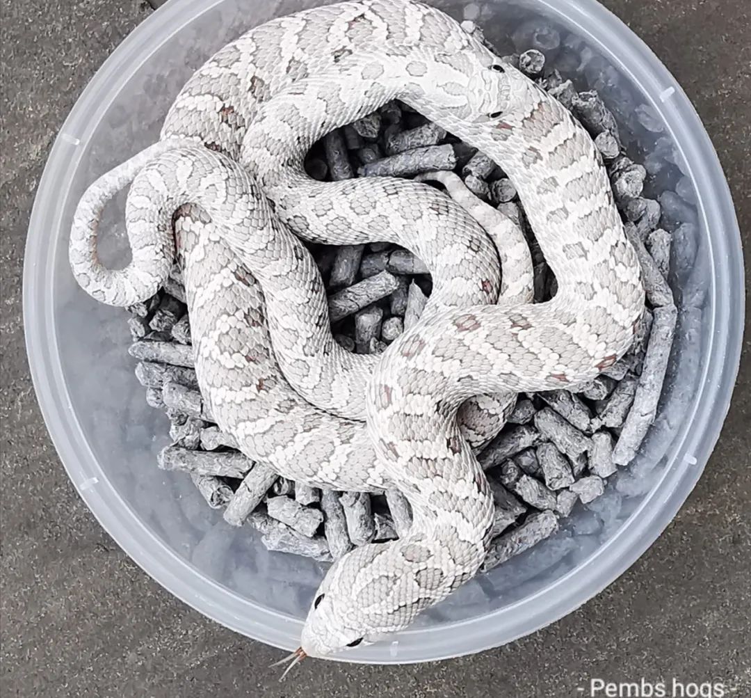 可爱呆萌会装死，你不知道的猪鼻蛇品系 —— 出人意料的“紫色冰晶”(图1)