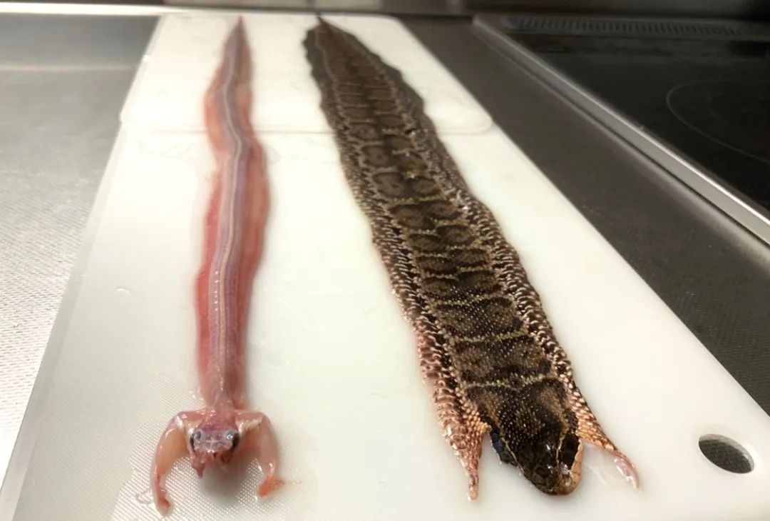 日本网友拍摄的制作蛇类标本全过程，居然还是生物解剖学的教学科普(图3)