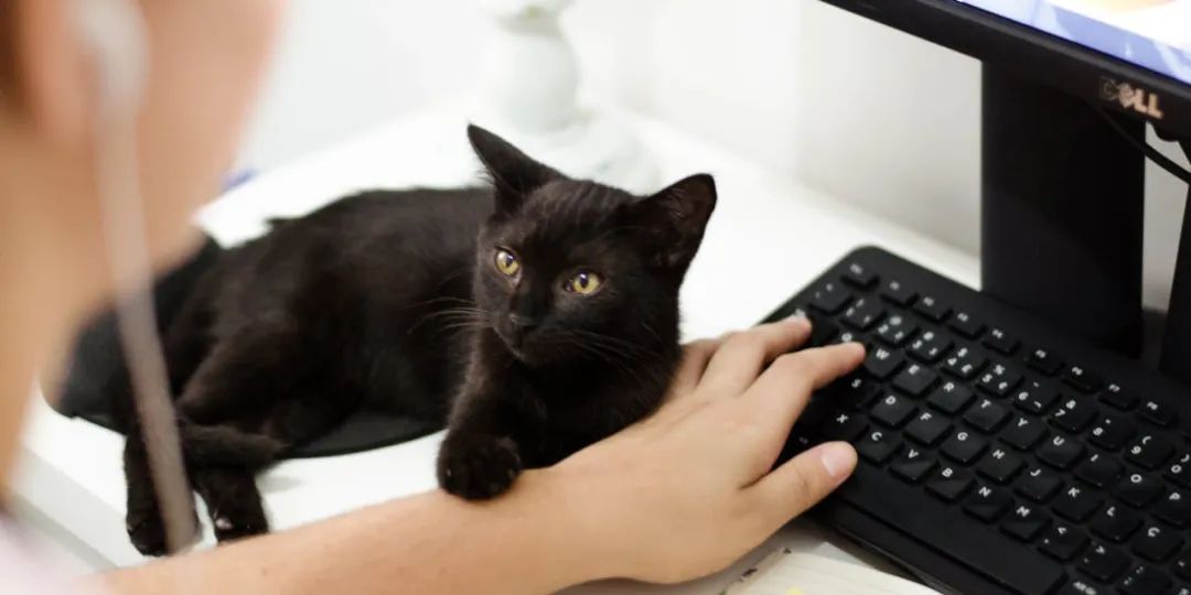 猫咪是不是有灵性？我生病了，猫就在身边安慰(图7)