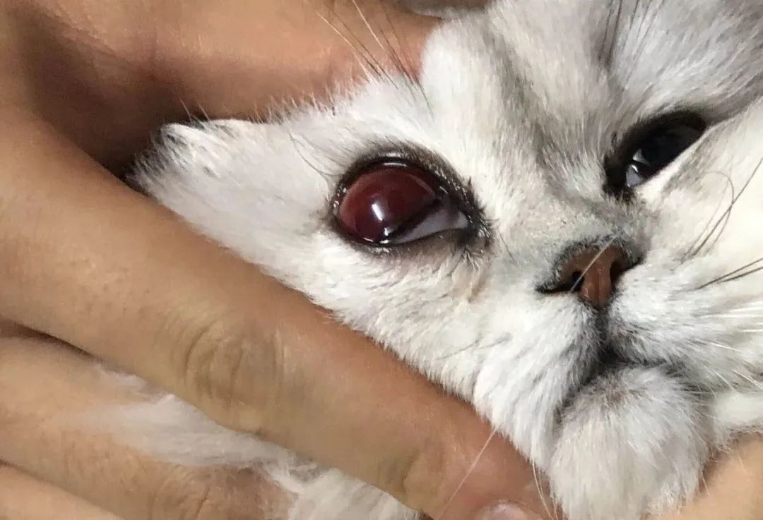 一周内两只猫外出洗澡，一死一伤！带猫去洗澡必须做好两件事(图7)