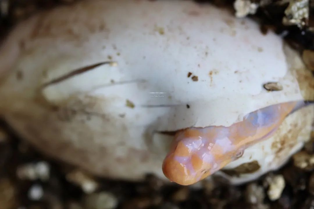 全球首例！人工孵化白化泽巨蜥，绝对是你难以抗拒的网红“美味”！(图10)
