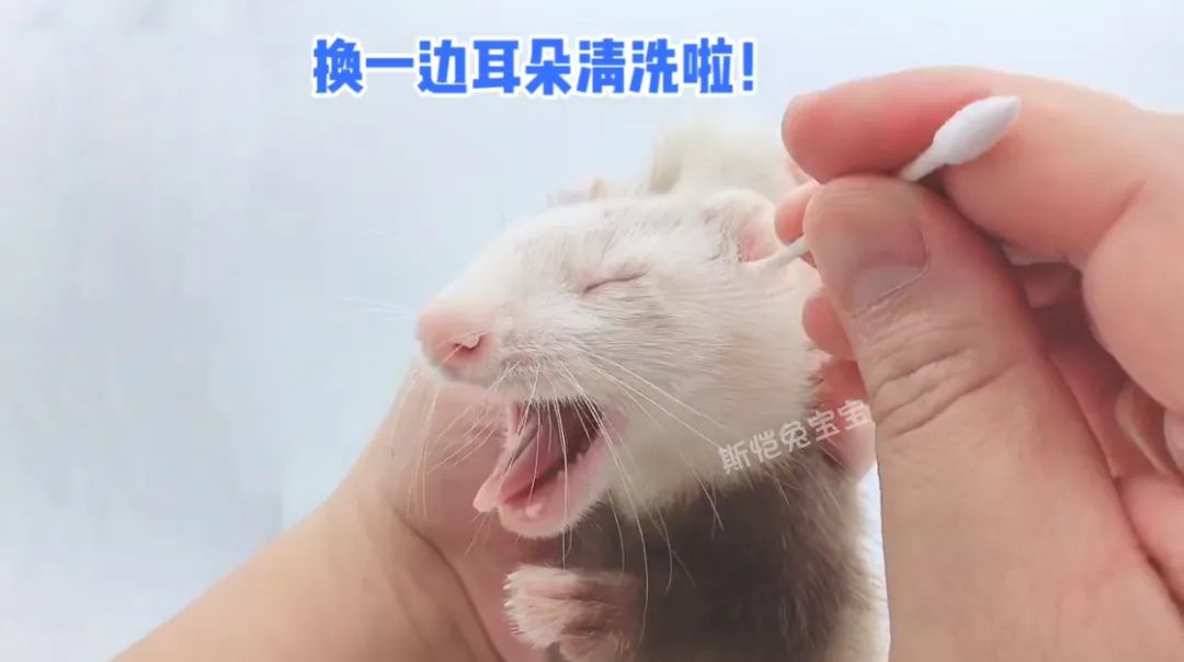 十六年经验总结 雪貂的日?；だ砥?图8)