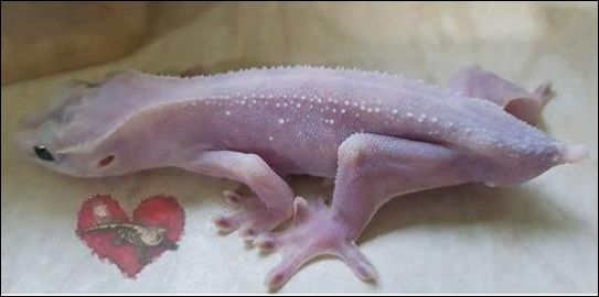 睫角守宫果冻基因现身？还是超级莉莉白凤凰涅槃？(图2)