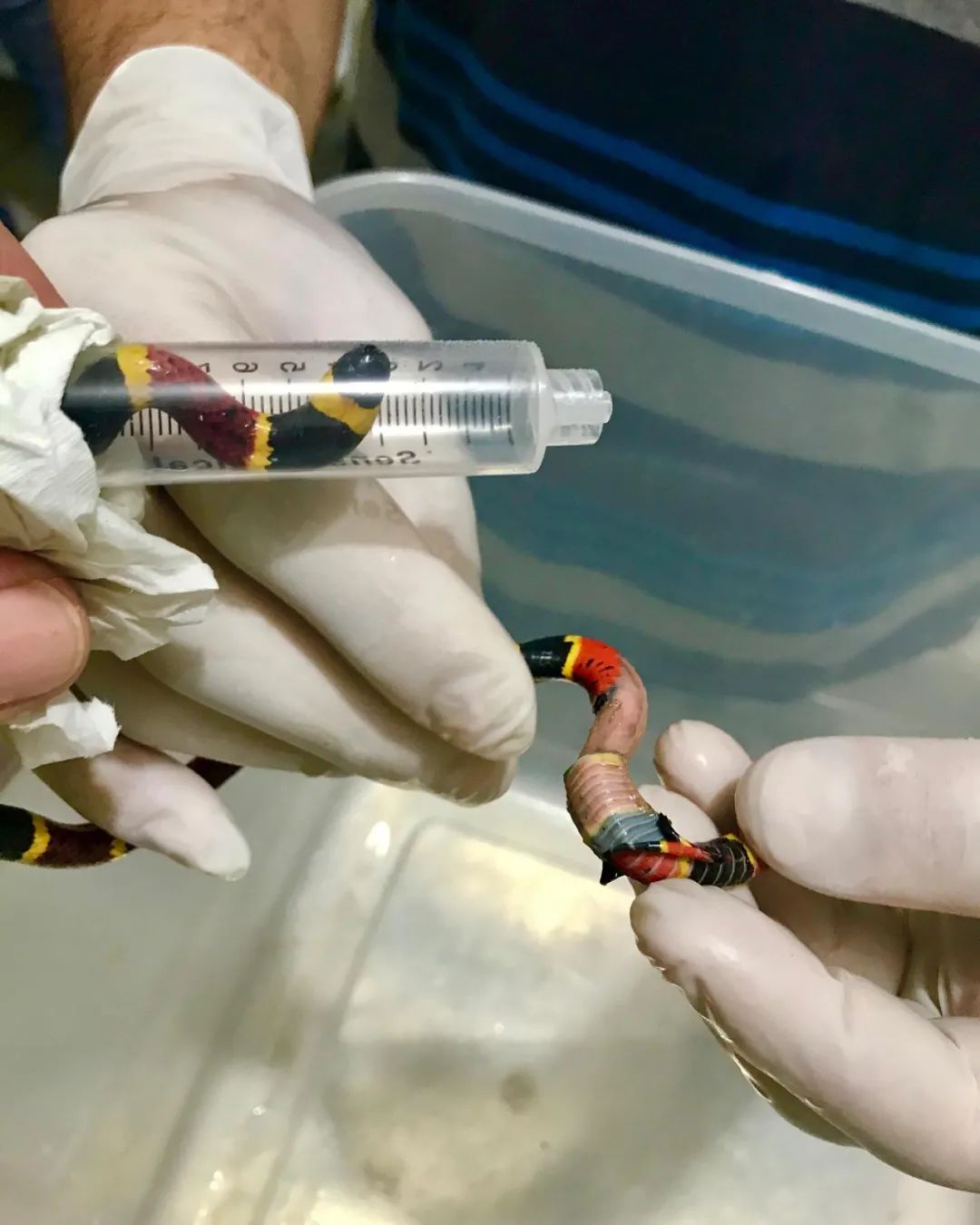 珊瑚蛇被野猫“剥皮”，手术很成功！但兽医的点评更值得赞赏(图6)