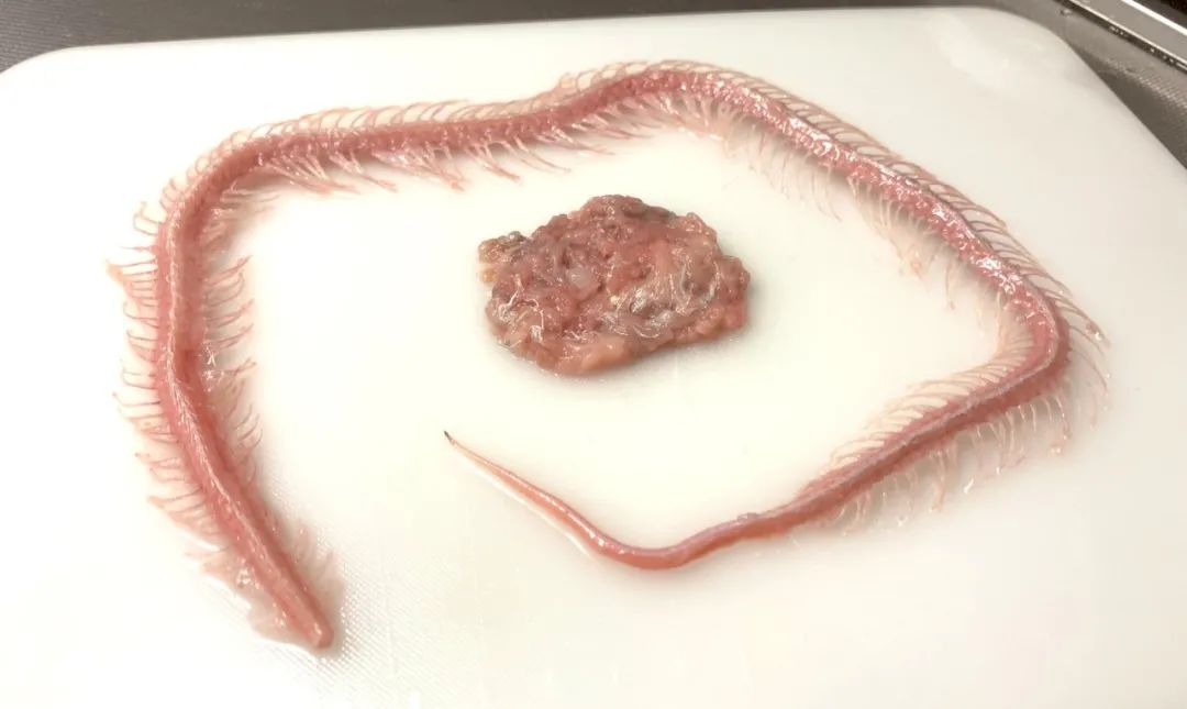 日本网友拍摄的制作蛇类标本全过程，居然还是生物解剖学的教学科普(图6)