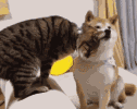 全国多地狂犬病疫苗缺货！脚有伤口踩到猫屎，要打疫苗吗？(图15)