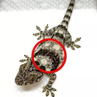 朋友圈突然出现的新奇物种马岛丝绒守宫，居然引出国内对于它的所有(图9)