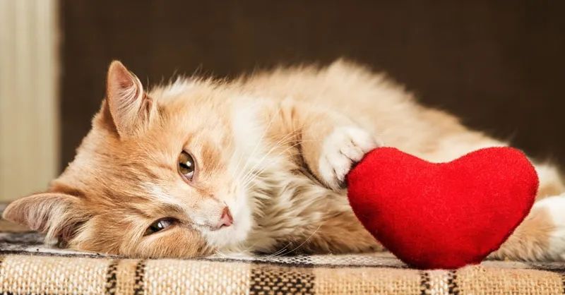 猫咪绝育后突然死亡，医院说是心脏病！来看看你家主子是否有风险(图4)
