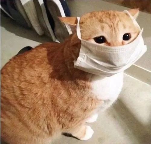 主人全家住院，母猫独自在家40天生一窝奶猫！猫真不会感染新冠(图9)