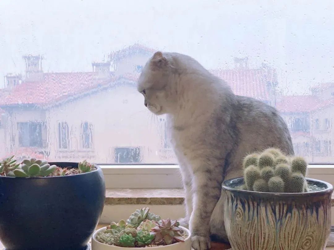 一周内两只猫外出洗澡，一死一伤！带猫去洗澡必须做好两件事(图2)