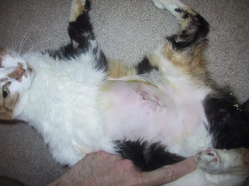 网友出差半个月，猫咪独自在家死亡！留8斤猫粮害死了银渐层(图11)