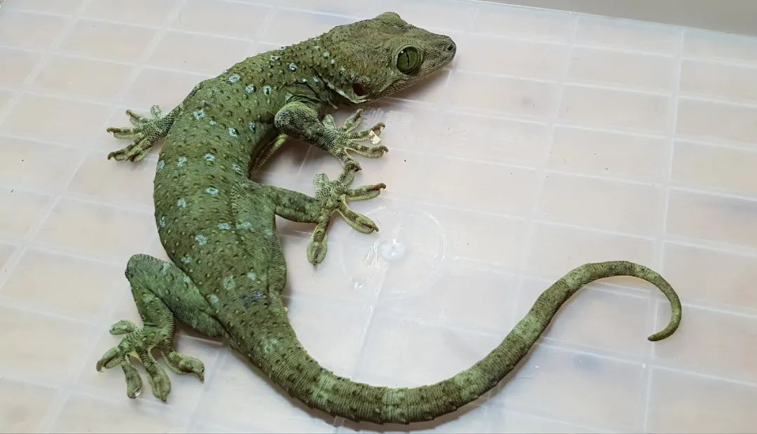 有着绿色眼睛的大守宫，身体也自带原谅色，不知道脾气是不是也很暴(图11)