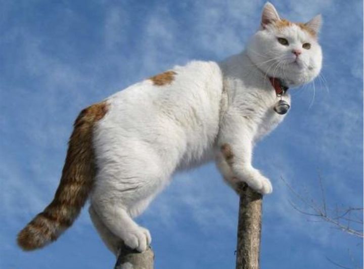 初代网红猫「猫叔」去世！他活到18岁的长寿秘诀你也应该记住(图3)