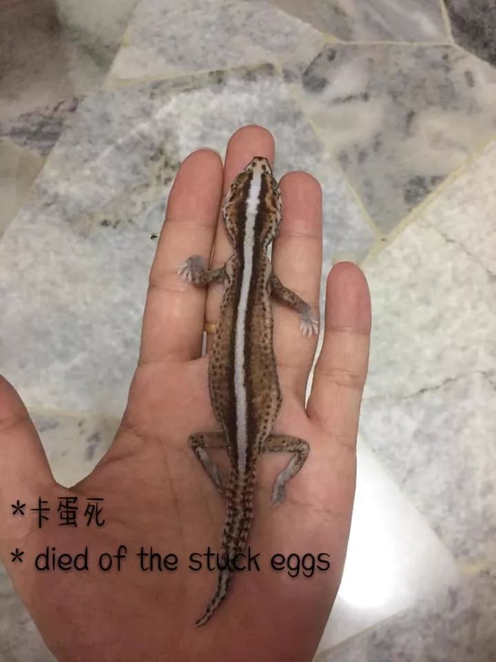肥尾守宫繁殖业者的心酸╥﹏╥，作为爬宠玩家的你是否能够体会得到(图7)