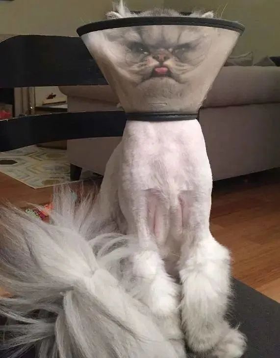 为猫咪刮毛可能害了猫，有喵因此抑郁！37度高温来袭如何?；っ?图18)