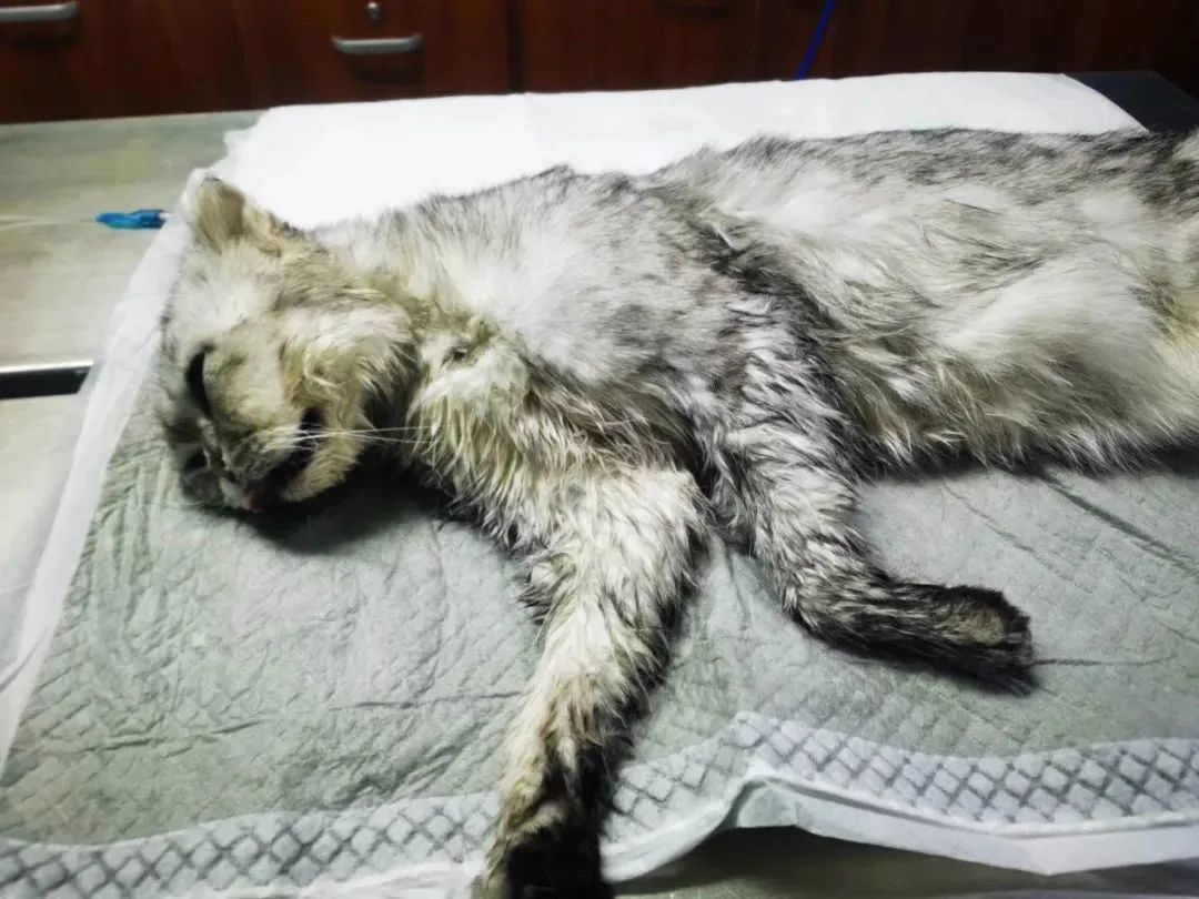 一周内两只猫外出洗澡，一死一伤！带猫去洗澡必须做好两件事(图3)