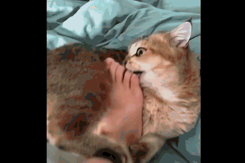 最新研究！冬天跟狗或猫一起睡，比与人同床共眠好处更大(图6)