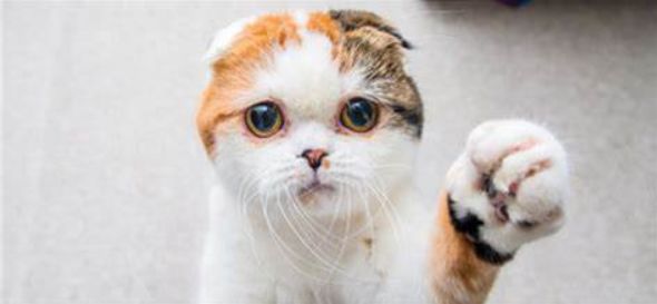 猫咪这种沙雕行为或是生?。?0%猫都会经历，做好两件事预防(图1)