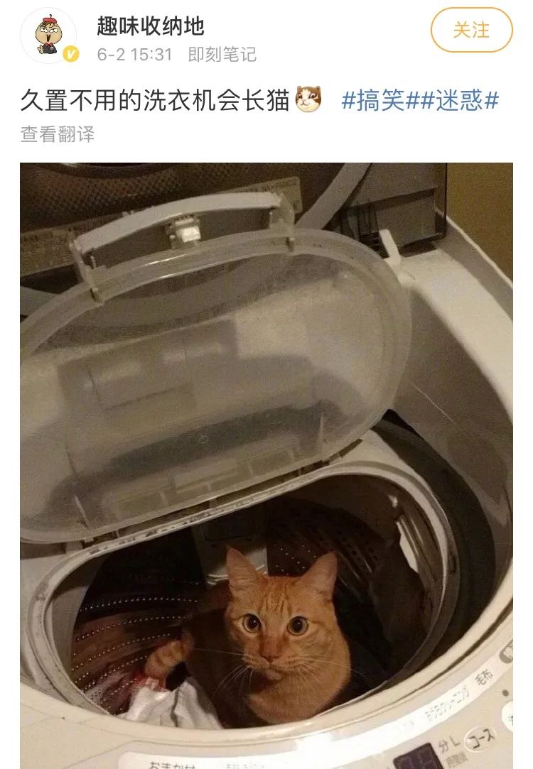 洗衣机又杀死了一只猫！养猫家庭洗衣服前，有件事不能偷懒(图13)