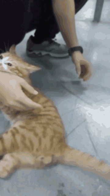 猫这10个动作是在说「我爱你」！爱猫咪，你就必须做好三件事(图8)