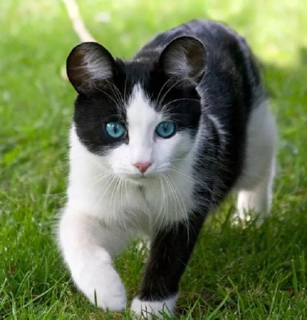 猫咪听到猫粮掉落声一秒就到现场！为何你叫他却怎么都不理(图9)