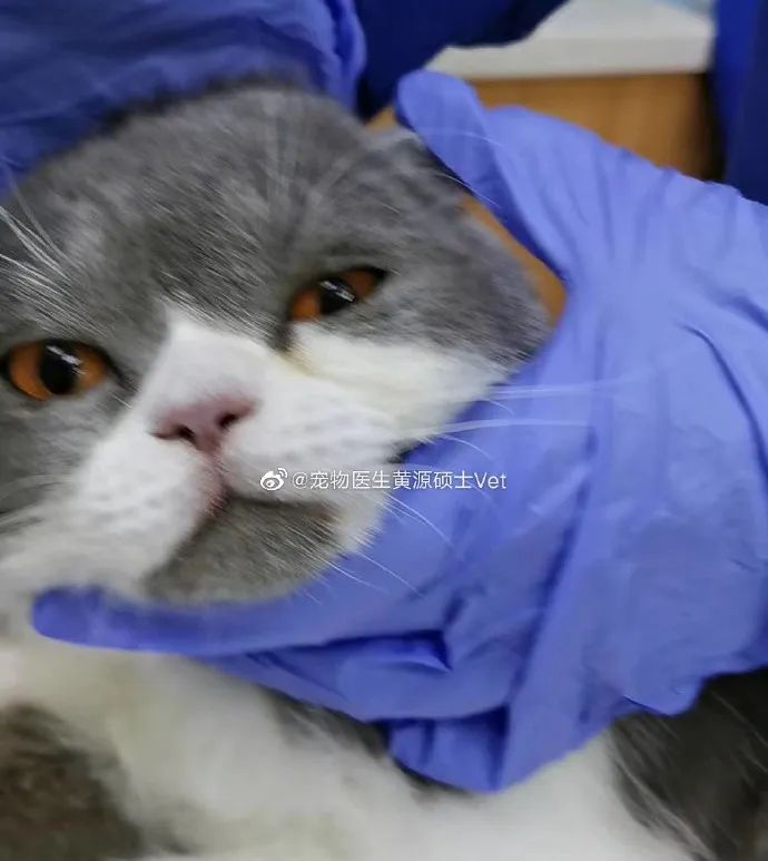 洗衣机又杀死了一只猫！养猫家庭洗衣服前，有件事不能偷懒(图2)