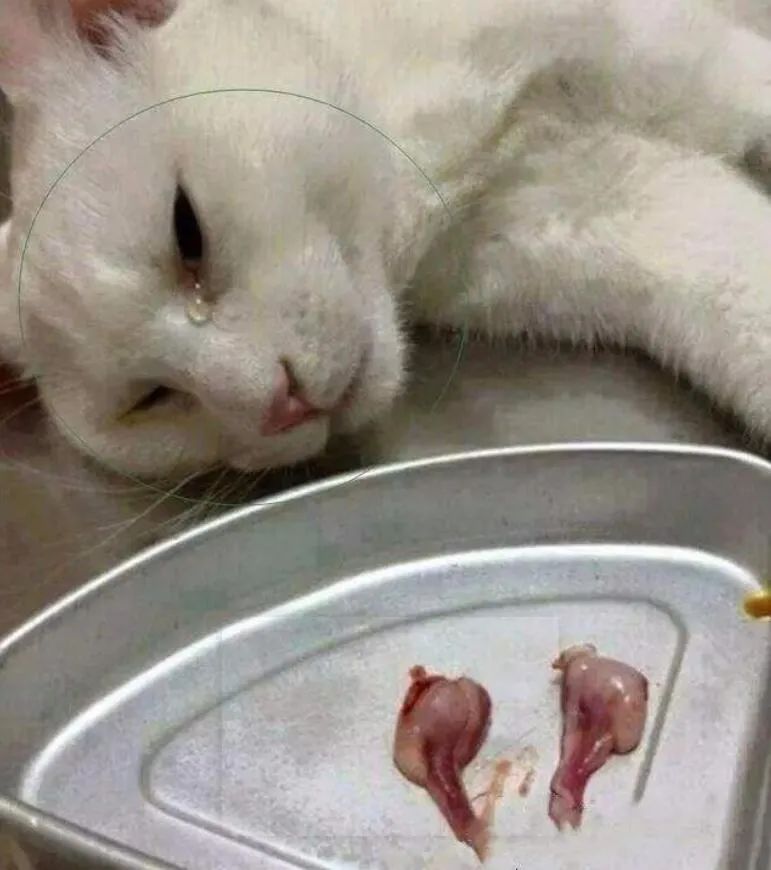 猫主子的尿正常吗？这几件事可判断！只花2毛钱就能测试(图12)