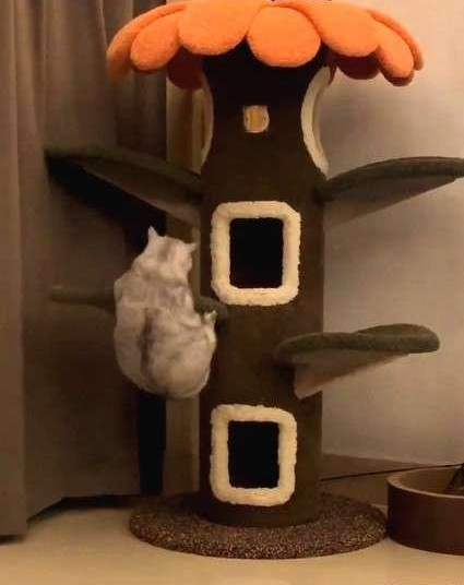 如此喂食不是爱猫是害猫，三分之一猫咪受害！钟南山也不这样喂(图2)