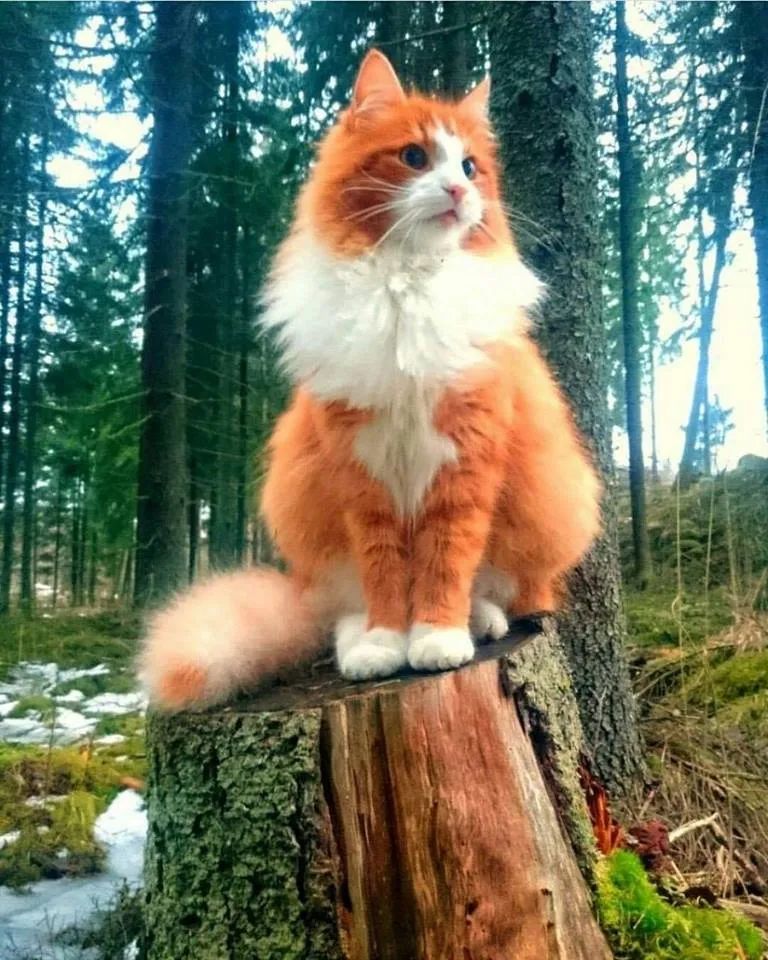 黑猫吃2元一斤渣粮后褪色成灰猫！?；ぶ髯用】敌枰饷醋?图9)