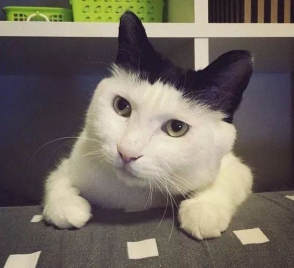 猫咪听到猫粮掉落声一秒就到现?。∥文憬兴丛趺炊疾焕?图4)