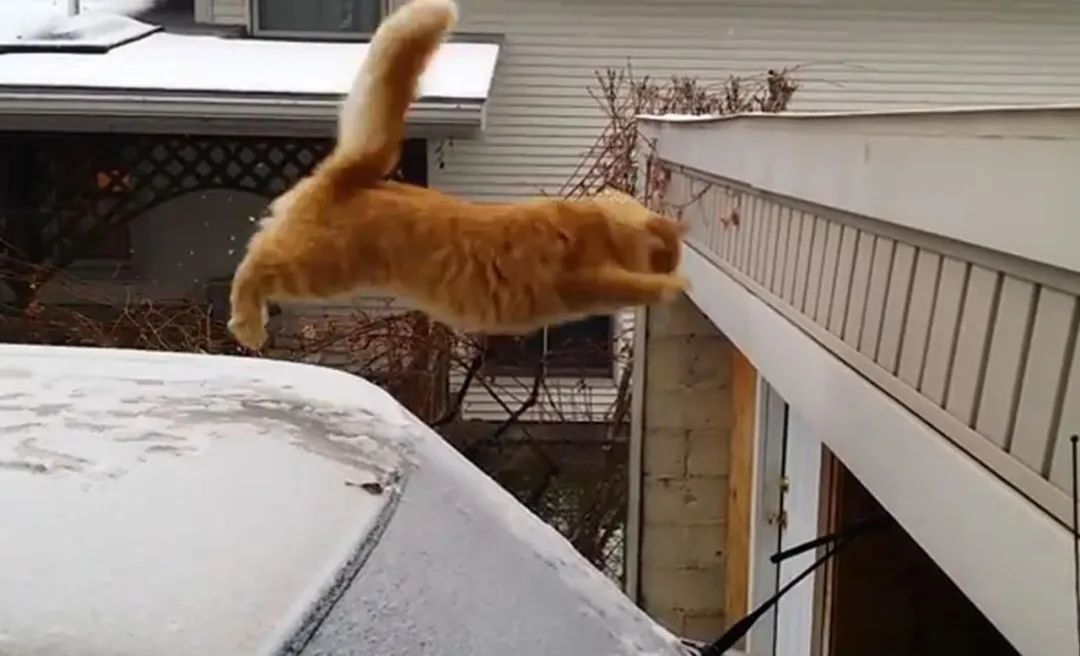 猫咪这种沙雕行为或是生??！80%猫都会经历，做好两件事预防(图3)